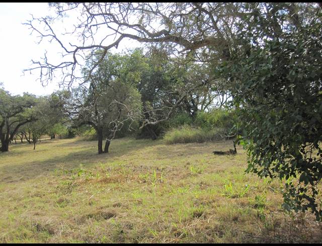 24.60HA FARM FOR SALE IN BERYL